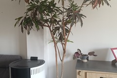 Vente: Croton 50 ans d'âge 