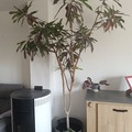 Vente: Croton 50 ans d'âge 