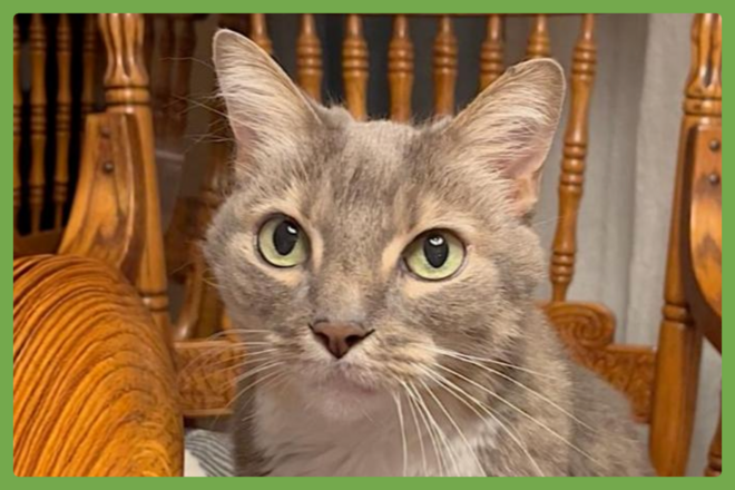 Veruca, a domestic short hair looking for a loving home in Austin, TX