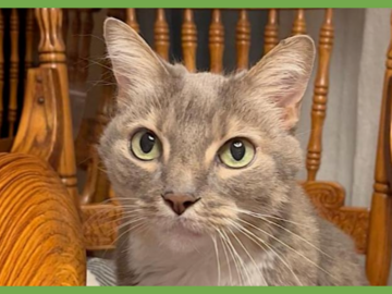  : Veruca