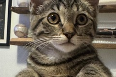   : Tiger Lilly 