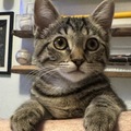   : Tiger Lilly 