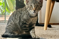   : Benji