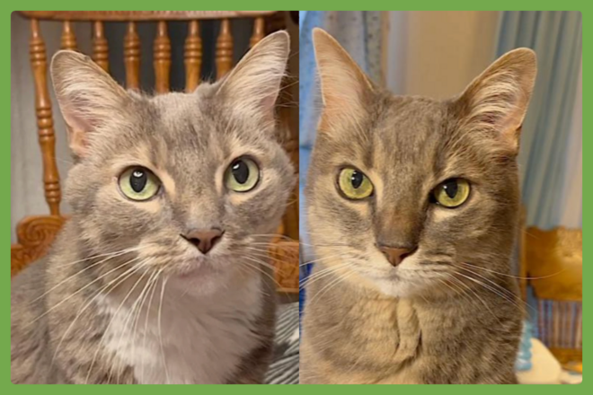 Veruca and Violet, a domestic short hair looking for a loving home in Austin, TX