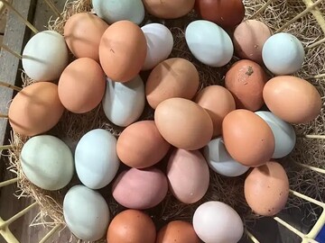 Selling with In-person Payment:    Fresh, Free-Range Eggs Available Locally!