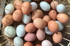 Selling with In-person Payment:    Fresh, Free-Range Eggs Available Locally!