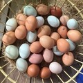 Selling with In-person Payment:    Fresh, Free-Range Eggs Available Locally!