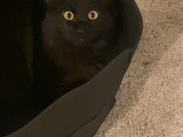   : Onyx