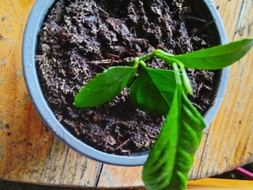 Vente: Jeune pied agrume 