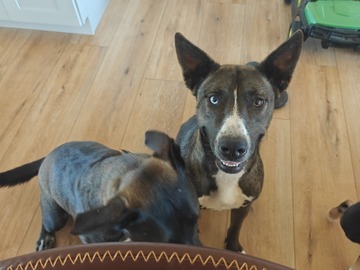   : Dakota