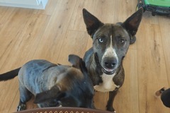   : Dakota