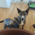   : Dakota