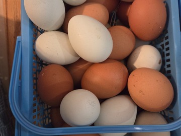 Selling with online payment: Farm fresh eggs