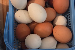 Selling with online payment: Farm fresh eggs