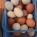 Selling with online payment: Farm fresh eggs