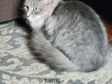   : Fluffers