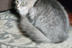   : Fluffers