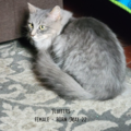   : Fluffers