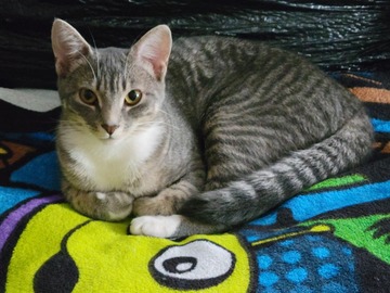   : Tiny Socks