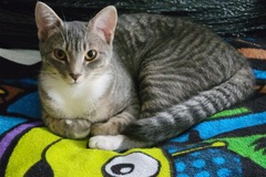   : Tiny Socks