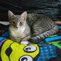   : Tiny Socks