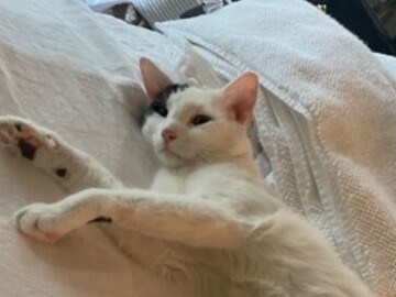   : Siberian