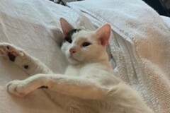   : Siberian