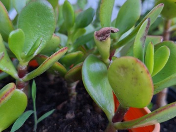 Vente: Arbre de jade