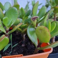 Sales: Arbre de jade