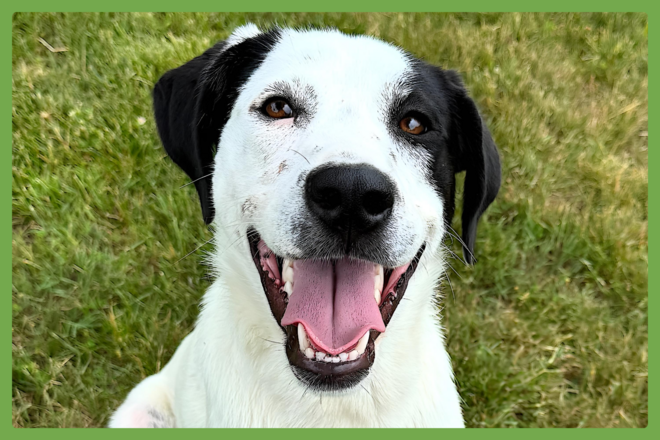 Bella, a labrador retriever looking for a loving home in Mendham, NJ