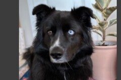   : Ollie