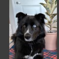   : Ollie