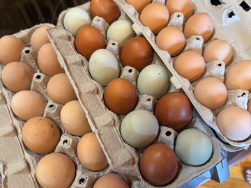 Selling with In-person Payment: Free range eggs - Audubon, MN
