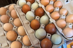 Selling with In-person Payment: Free range eggs - Audubon, MN