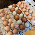 Selling with In-person Payment: Free range eggs - Audubon, MN