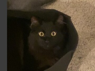  : Onyx