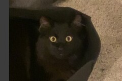   : Onyx