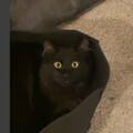   : Onyx