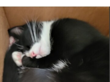   : Tuxie