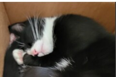   : Tuxie