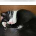   : Tuxie