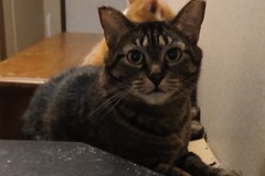   : Daisy