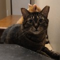   : Daisy