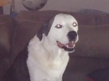   : Nanuk