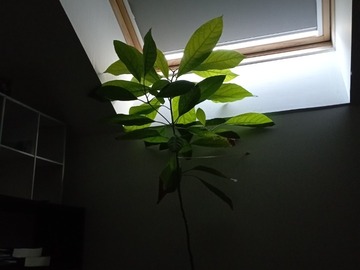 Giving away: Avocatier offert avec grand pot