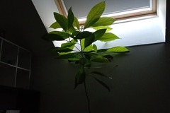 Giving away: Avocatier offert avec grand pot