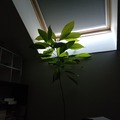 Giving away: Avocatier offert avec grand pot