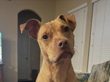   : Gracie