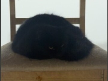   : Kuma