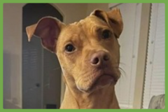  : Gracie